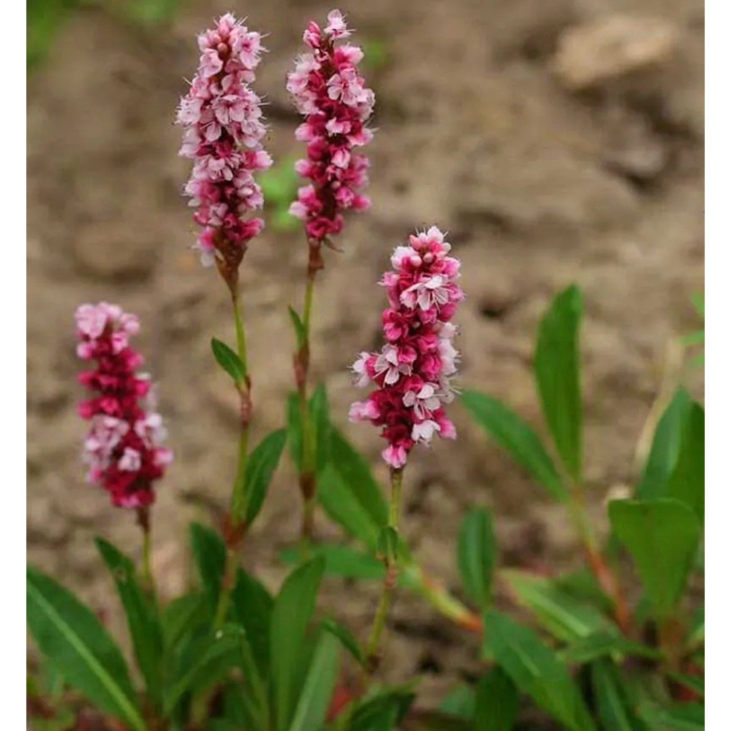 Schneckenknöterich Superba - Persicaria affinis