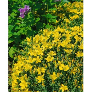 Blühendes Johanniskraut (Hypericum) mit leuchtend gelben Blüten im 9x9 cm Topf.