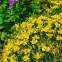 Blühendes Johanniskraut (Hypericum) mit leuchtend gelben Blüten im 9x9 cm Topf.