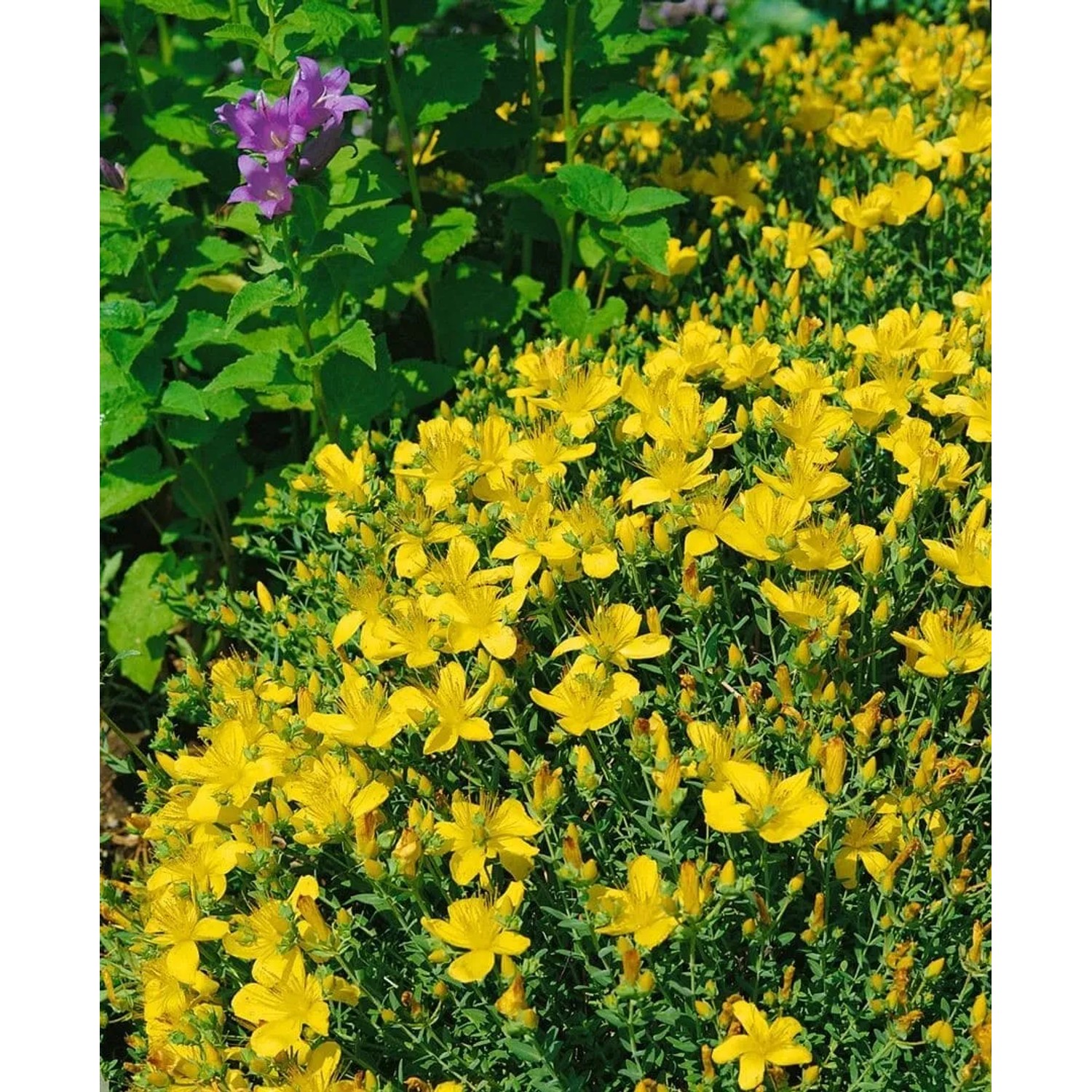 Blühendes Johanniskraut (Hypericum) mit leuchtend gelben Blüten im 9x9 cm Topf.