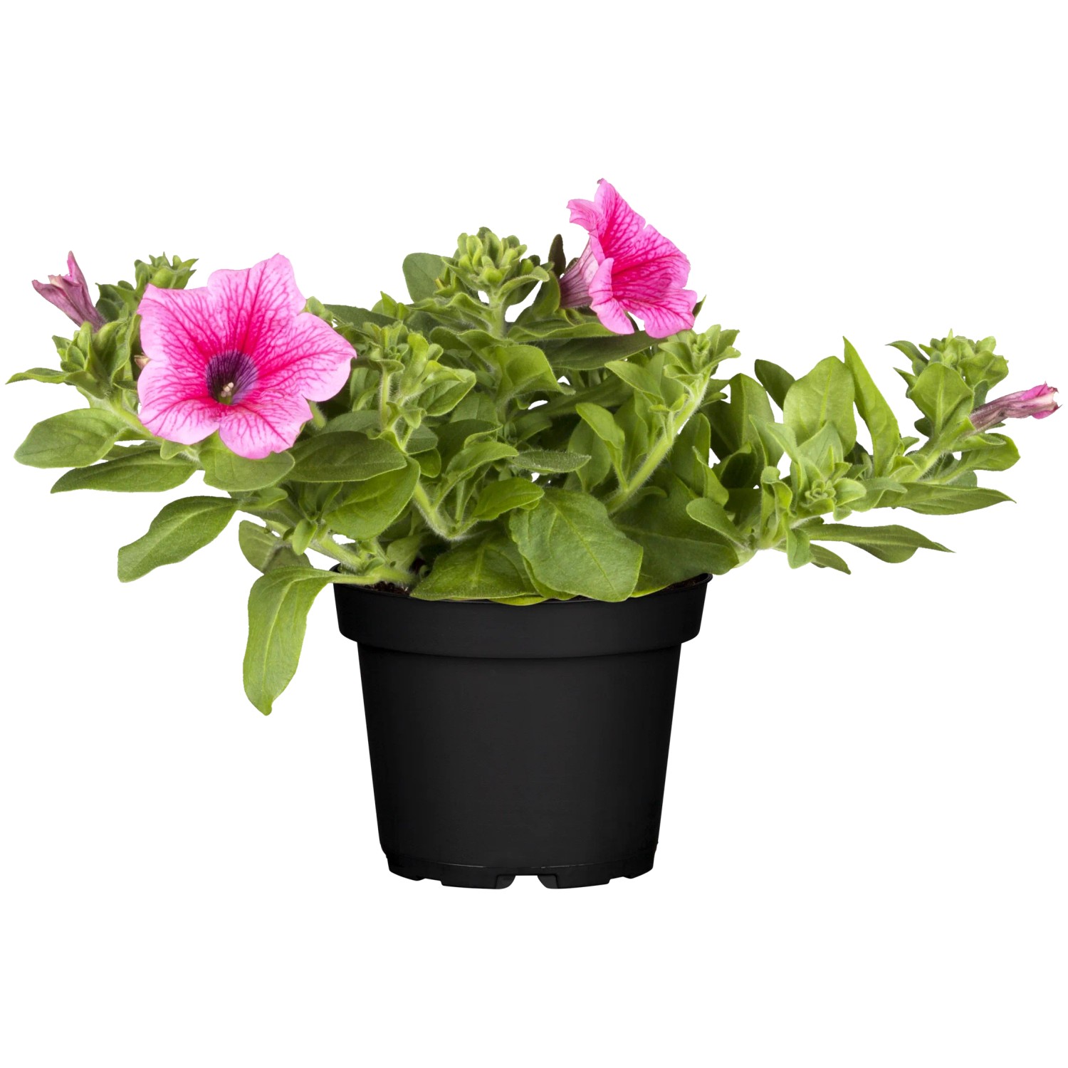 Rosa Petunien Busch im Topf, leuchtende Blüten für Balkon und Garten.