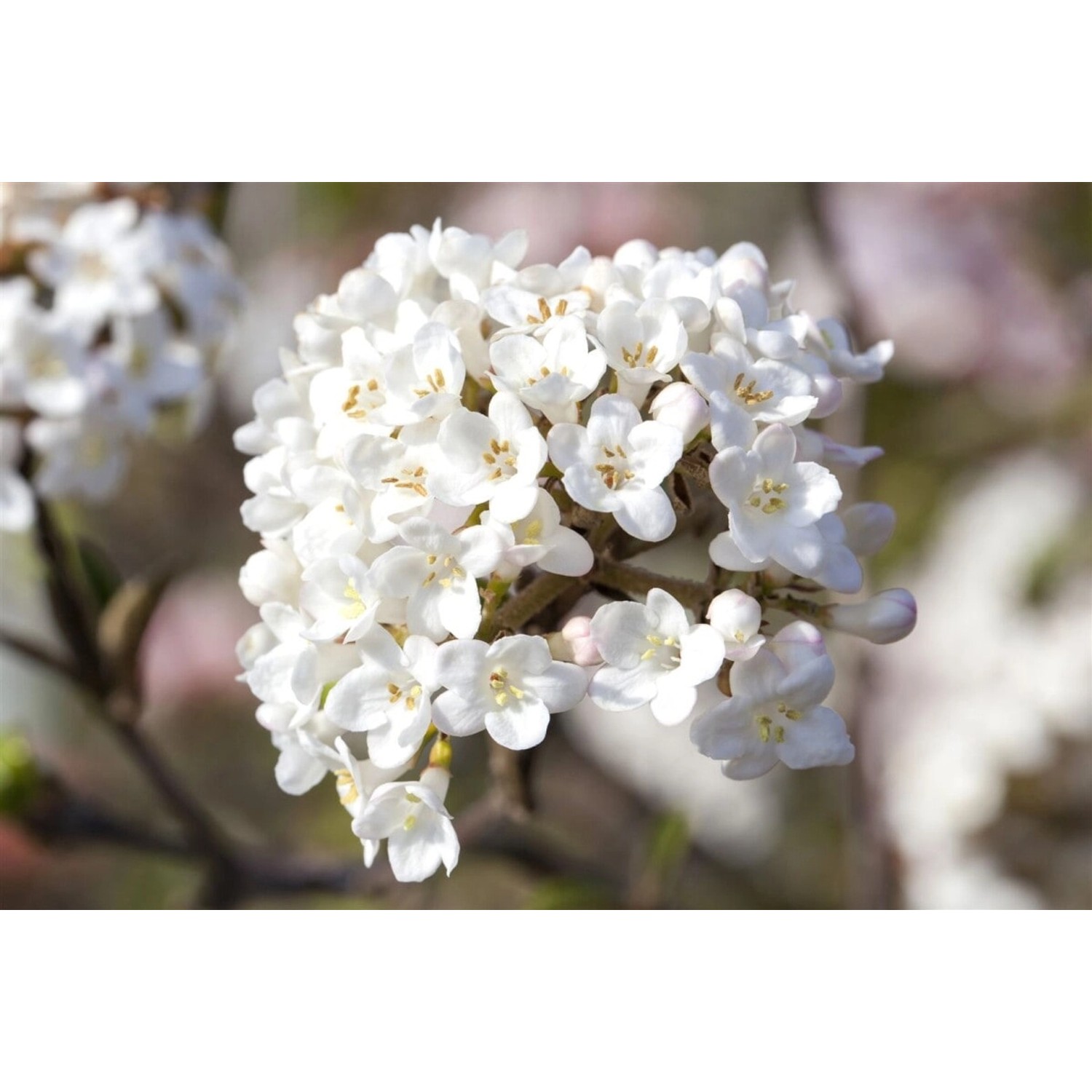 Viburnum Carlesii Aurora Duft-Schneeball Rosa-Weiß 60–80 cm günstig online kaufen