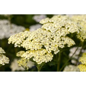 Nahaufnahme der goldgelben Blüten der Achillea Filipendulina Credo Goldgarbe.