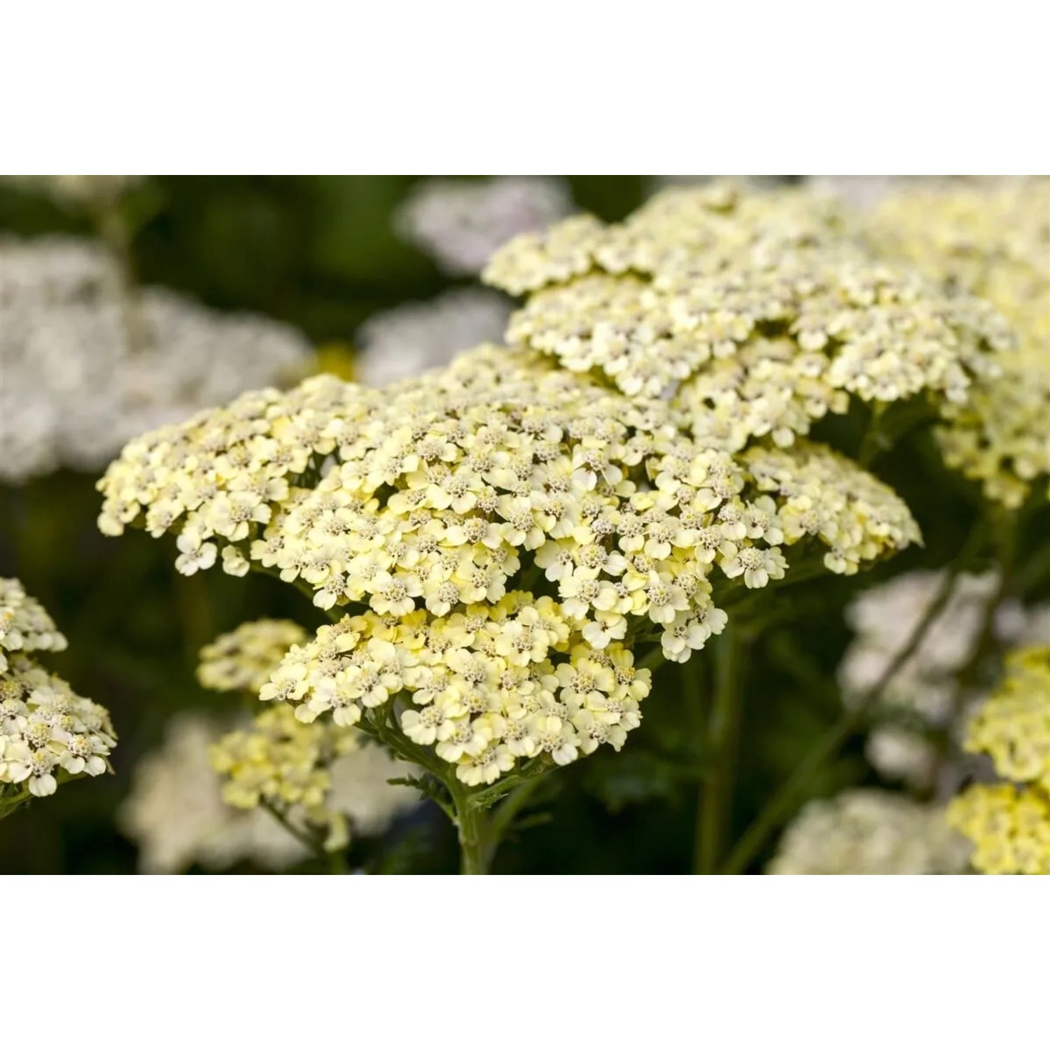Achillea Filipendulina Credo Goldgarbe Ca. 9x9 cm Topf