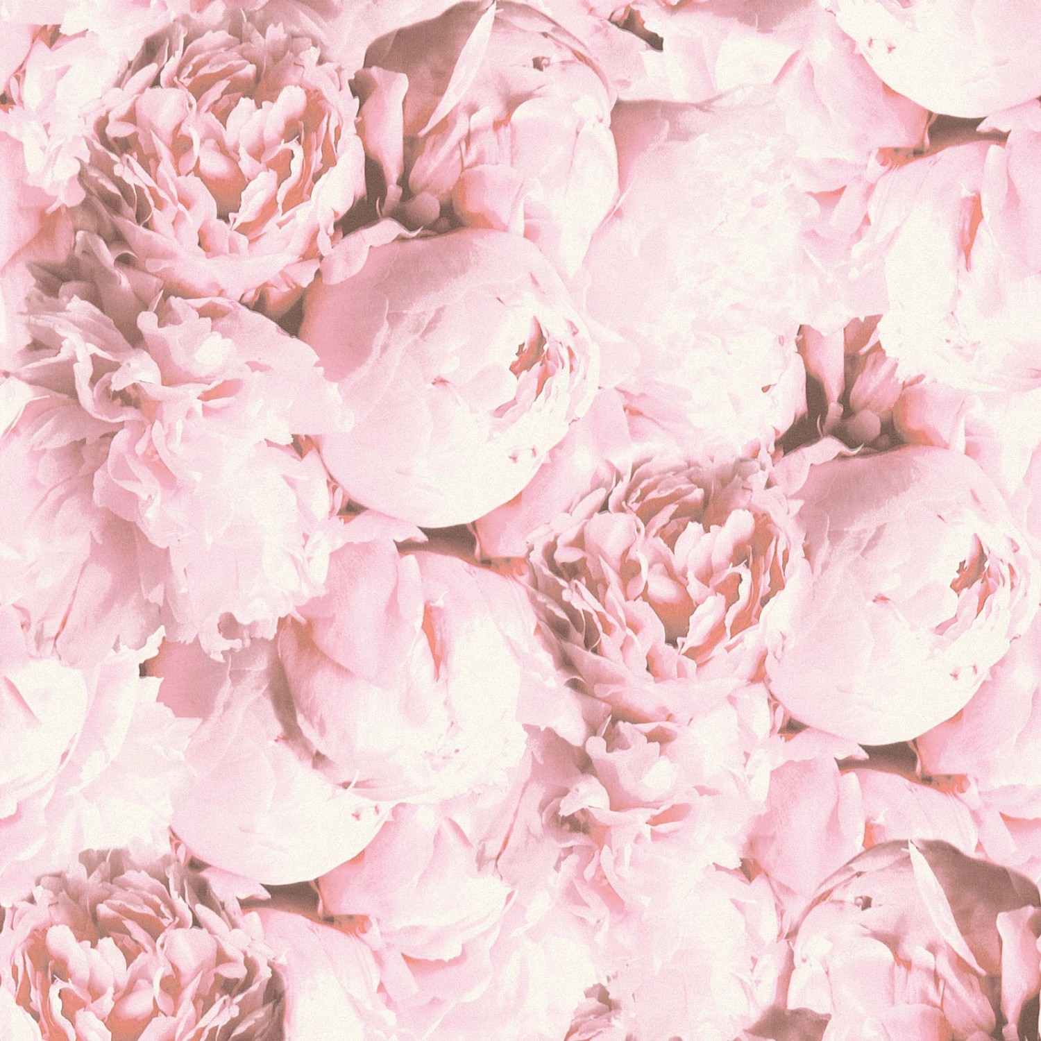 Bricoflor Rosa Tapete mit Pfingstrosen Vlies Rosentapete in Hellrosa für Mädchenzimmer und Schlafzimmer Vlies Blumentapete mit Rosen Romantisch