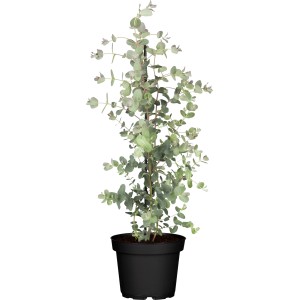 Eukalyptusbusch im Topf, ca. 17 cm Topf-Ø, silbrig-blaues Laub.