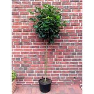 Kugelahorn auf Stamm im Topf, grüne Blätter, Stammhöhe 125 cm, Gesamthöhe 180-190 cm.