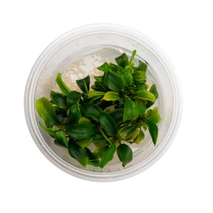 Stoffels Aquariumpflanze Anubias barteri var. nana Golden im Topf, grüne Wasserpflanze.