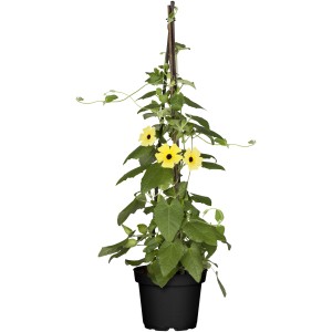 Schwarzäugige Susanne im Topf mit Rankhilfe, gelbe Blüten mit dunkler Mitte.