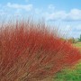Salix purpurea 'Nana' Heckenpflanze, buschig wachsend mit roten Trieben im Garten.