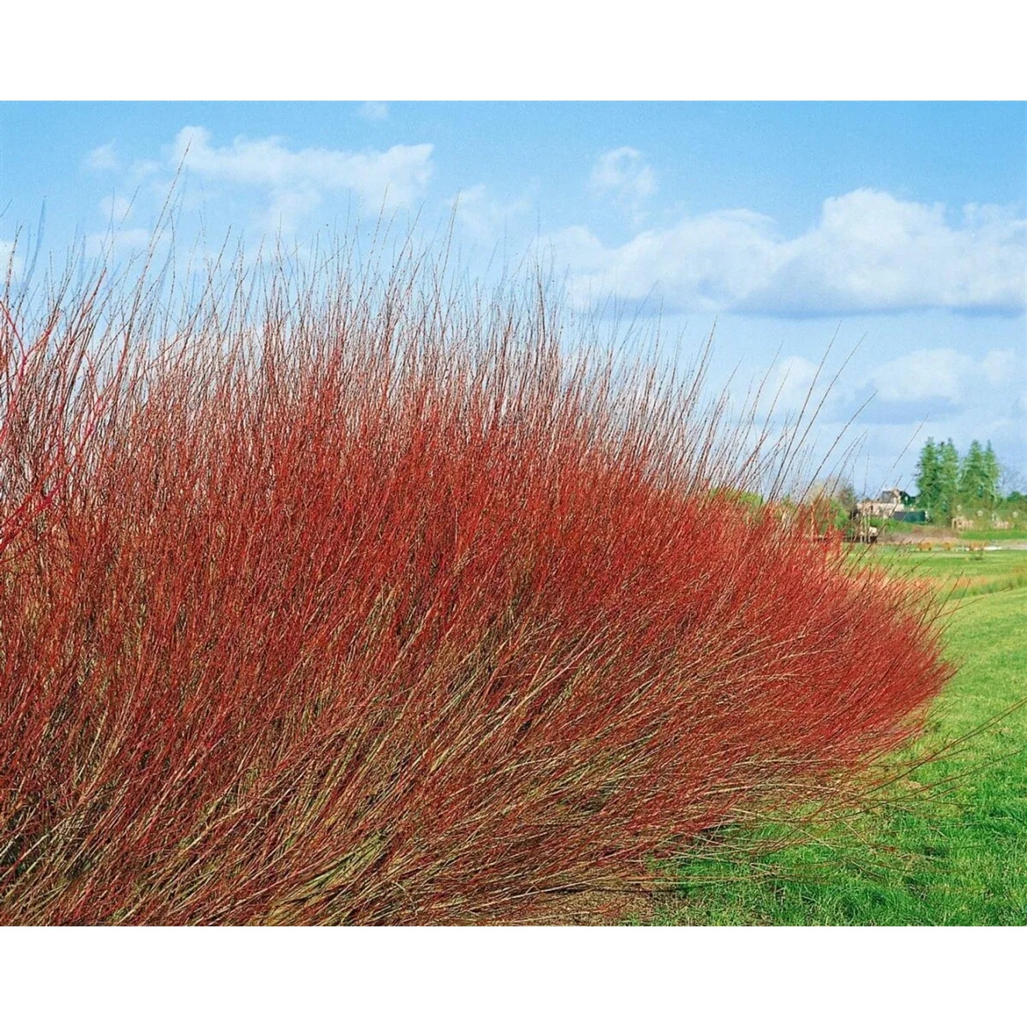 Salix purpurea 'Nana' Heckenpflanze, buschig wachsend mit roten Trieben im Garten.