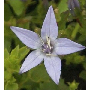 Nahaufnahme einer hellblauen Polster-Glockenblume (Campanula garganica Erinus Major) mit fünf Blütenblättern.