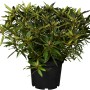 Alpenrose Graziella Rosa im 5 l Topf, ca. 30-40 cm hoch. Rhododendron mit grünen Blättern.