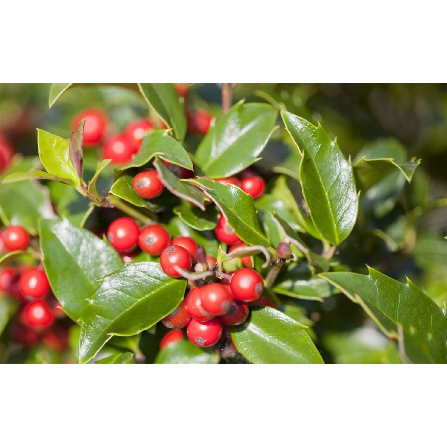 Ilex meserveae 'Blue Girl' -R- ca. 9x9 cm Topf günstig online kaufen