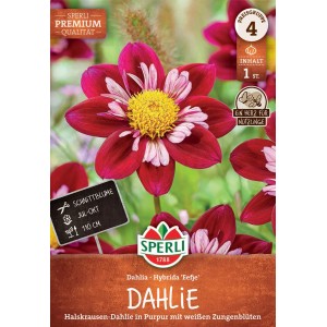 Sperli Blumenzwiebeln Dahlie Eefje