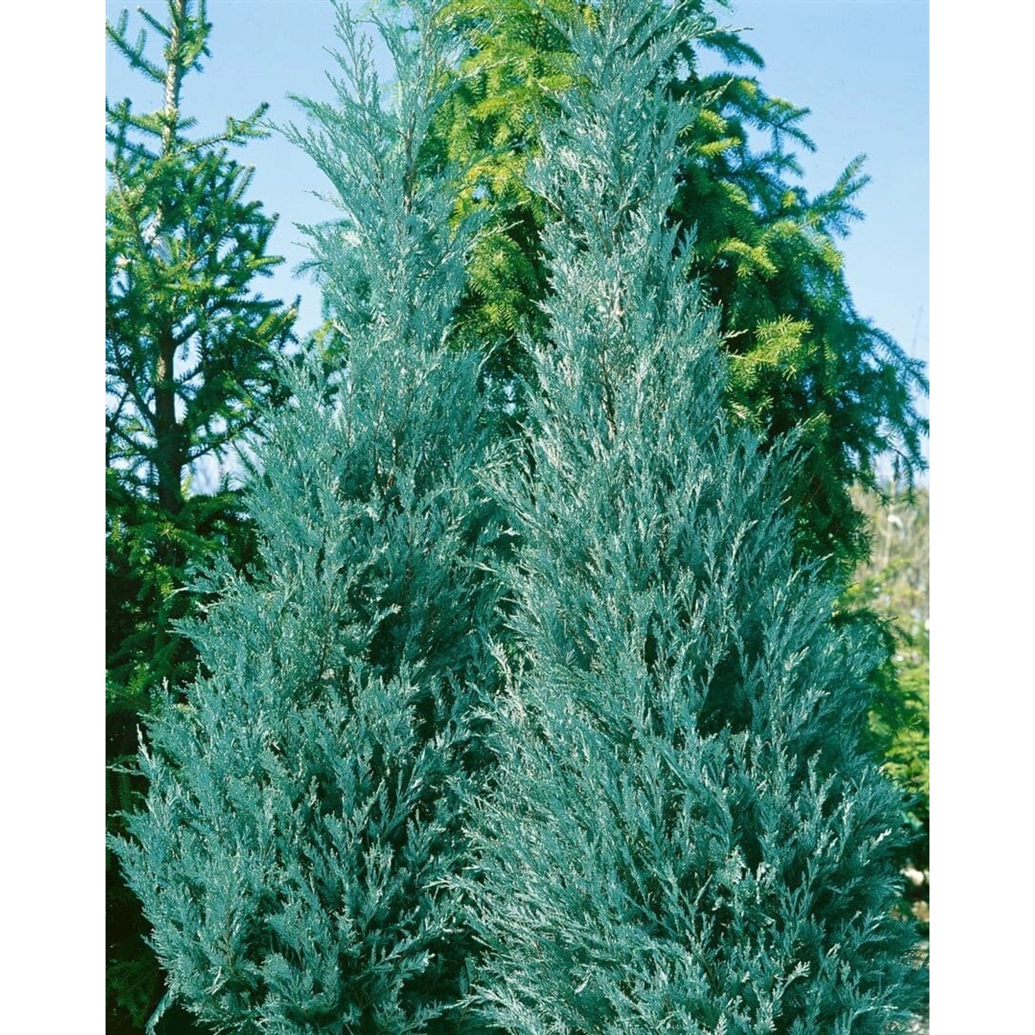 Juniperus Virginiana Burkii Virginischer Wacholder 80–100 cm günstig online kaufen