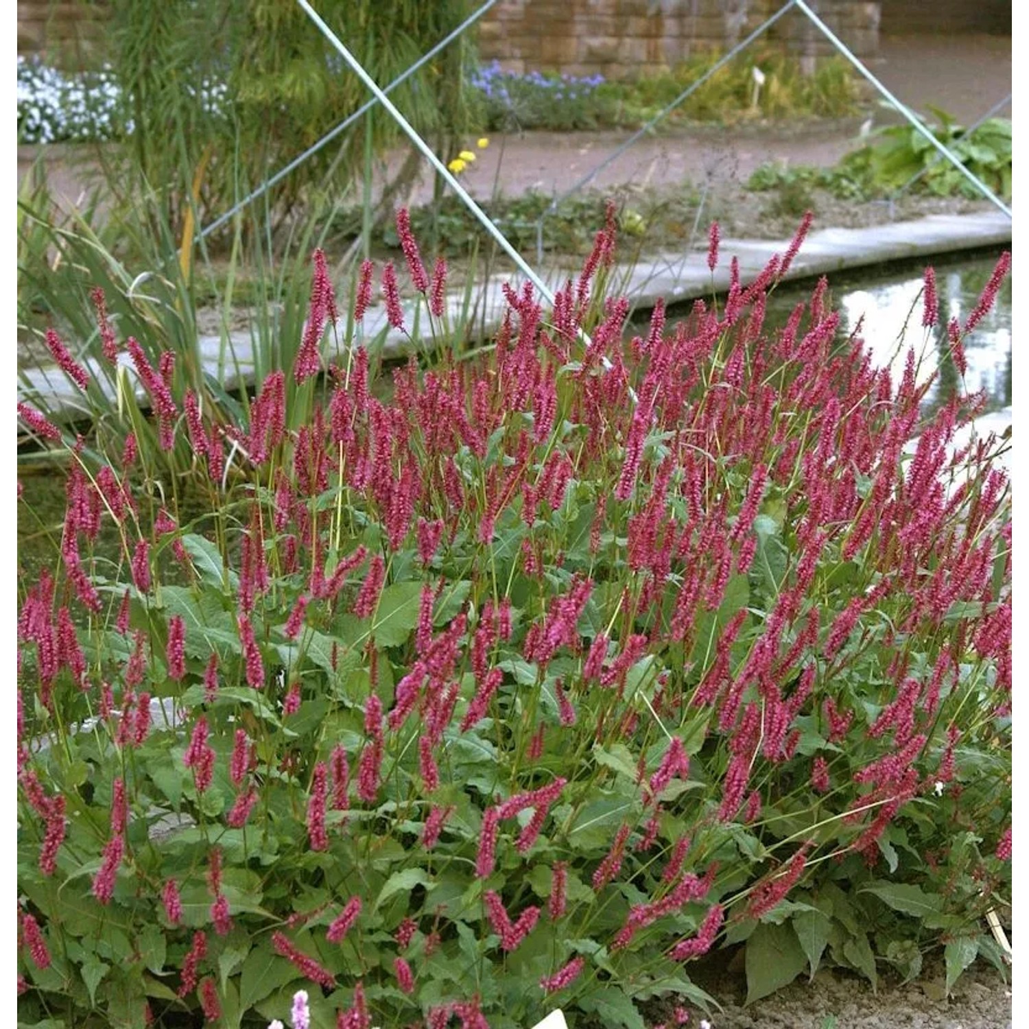 Kerzenknöterich J S Delgado Macho - Persicaria amplexicaulis