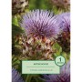 Blühende Artischocke (Cynara cardunculus) im Detail.