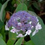 Nahaufnahme der violett-weißen Blüte einer Fellhortensie (Hydrangea aspera) im Garten.