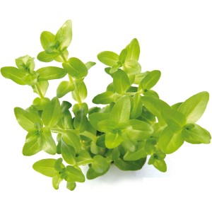 Dennerle Plants Aquariumpflanze Bacopa Caroliniana, grüne Stängelpflanze für das Aquarium.