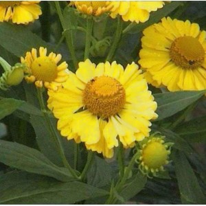 Gelbe Sonnenbraut 'Sonnenwunder' (Helenium cultorum) im Detail. Blütenstand mit gelben Blüten.