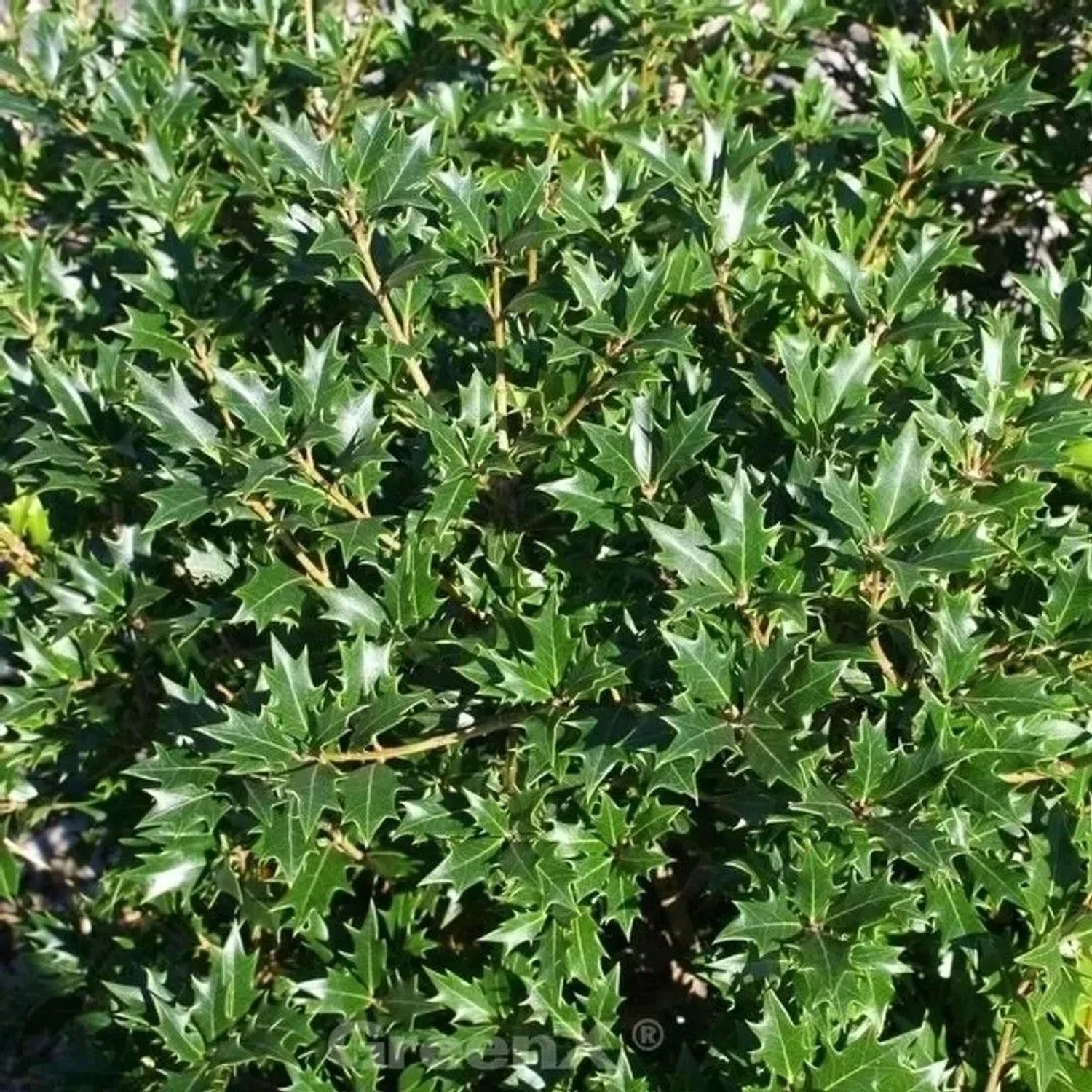 Ilexblättrige Duftblüte 60-80cm - Osmanthus heterophyllus