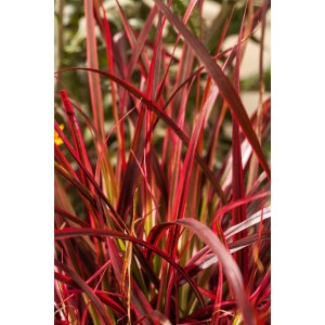 Detailaufnahme des roten Ziergrases Uncinia Rubra im 9x9 cm Topf. Dekorative, rote Blätter.