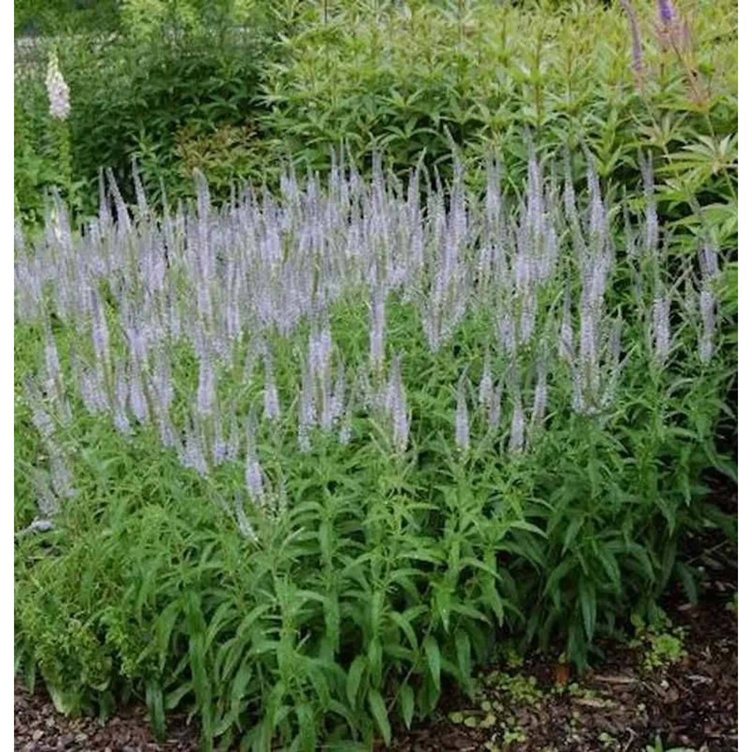 Hoher Wiesenehrenpreis Lilac Fantasy - Veronica,ongifolia