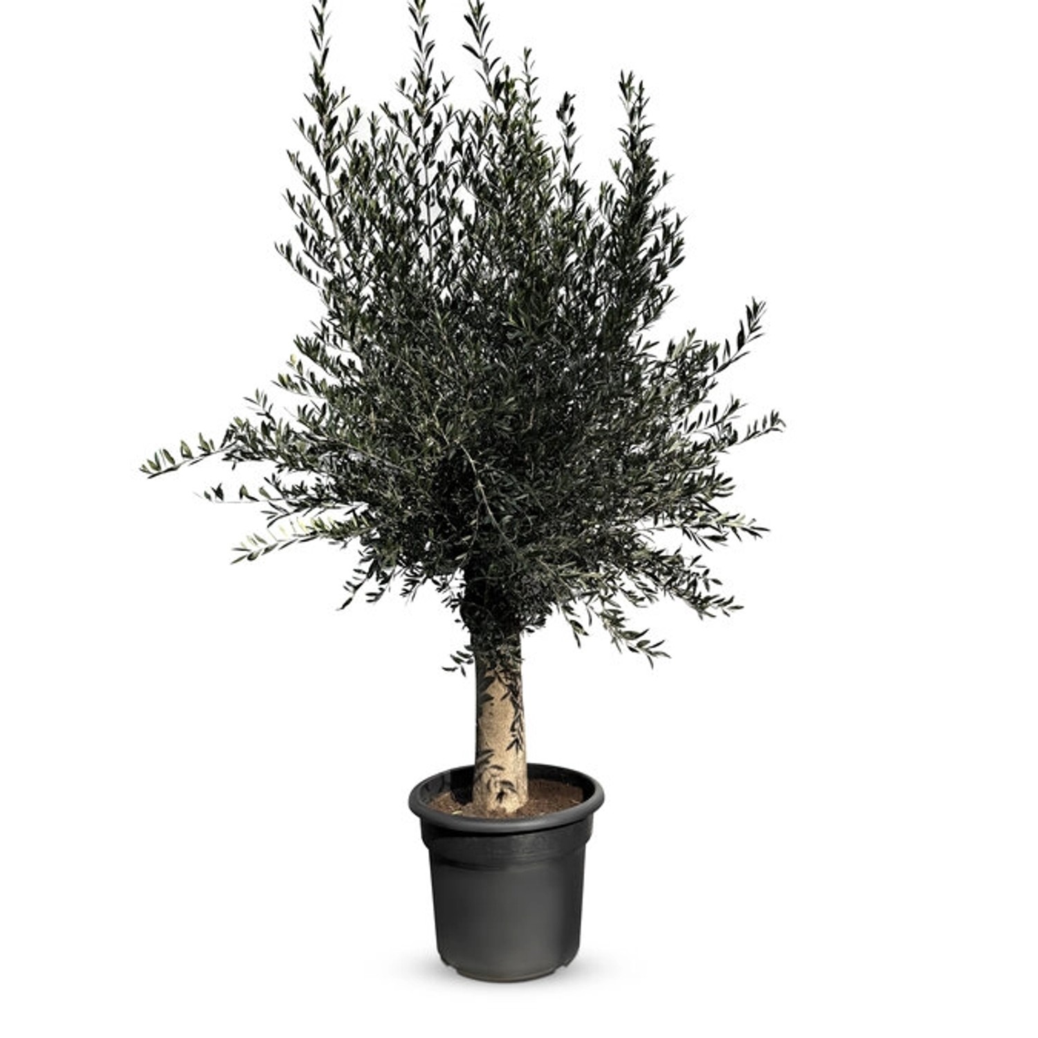 Sunny-Tree  Olivenbaum Olea Europaea  45 Jahre, 200 Cm, A+ Qualität Winterh günstig online kaufen