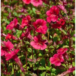 Gauklerblume Roter Kaiser - Mimulus cupreus