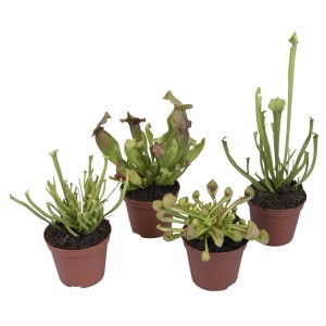 Schlauchpflanze Mix im Topf, ca. 9 cm, verschiedene Sarracenia Arten.