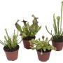 Schlauchpflanze Mix im Topf, ca. 9 cm, verschiedene Sarracenia Arten.