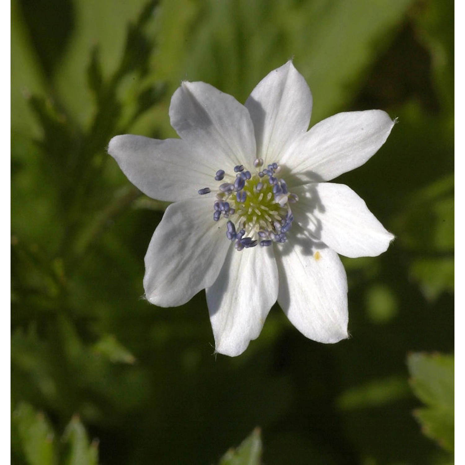 China Anemone - Anemone leveillei