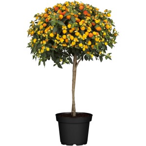 Wandelröschen Stamm, ca. 120-140 cm hoch, mit gelb-orangen Blüten im Topf.