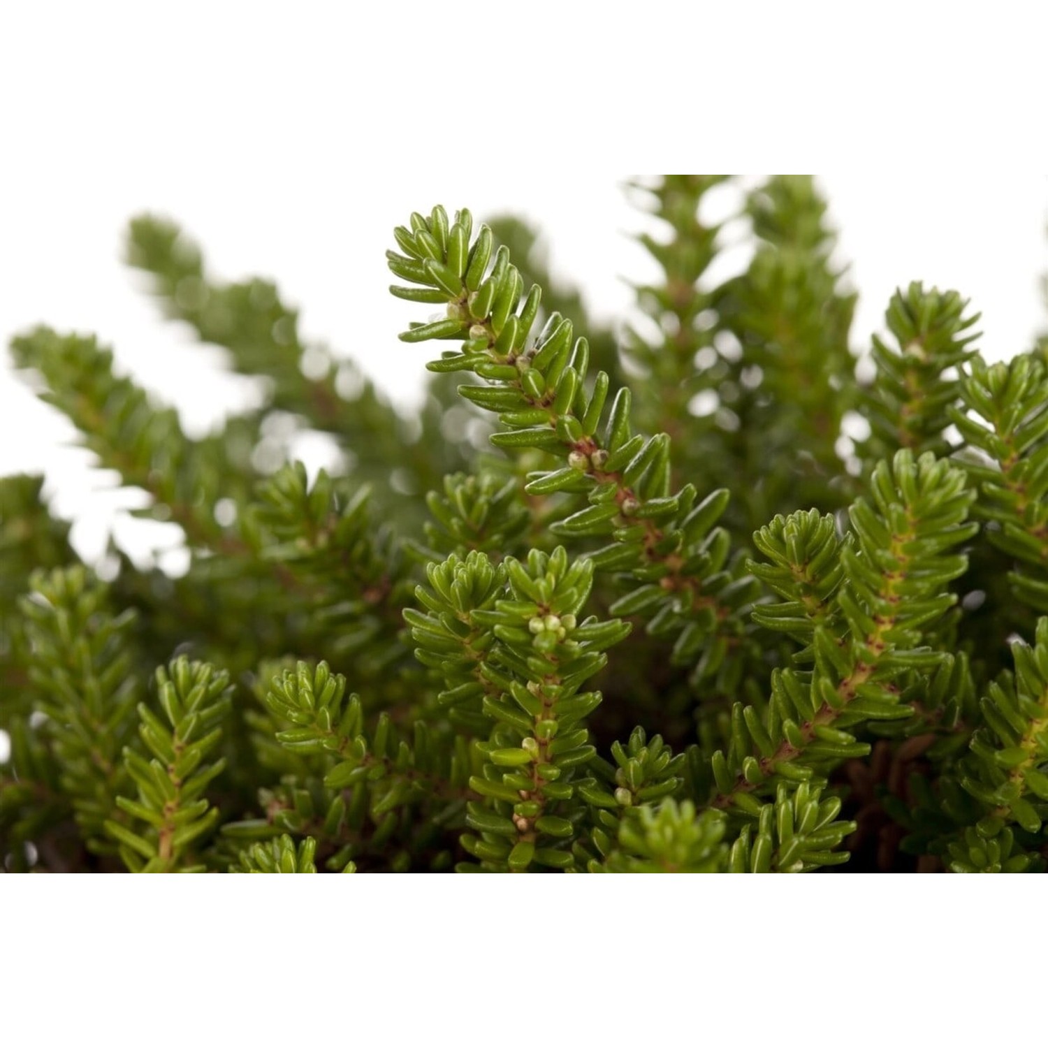Empetrum Nigrum Schwarzbeere 15–20 cm günstig online kaufen