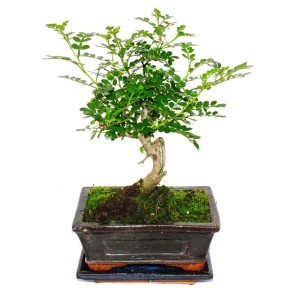 Exotenherz Bonsai Szechuan-Pfeffer, ca. 6 Jahre in Kugelform, im Topf.