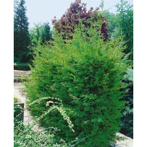 Grüne Cupressocyparis leylandii 'Typ 2001' Heckenpflanze, 60-80 cm hoch.