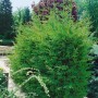 Grüne Cupressocyparis leylandii 'Typ 2001' Heckenpflanze, 60-80 cm hoch.