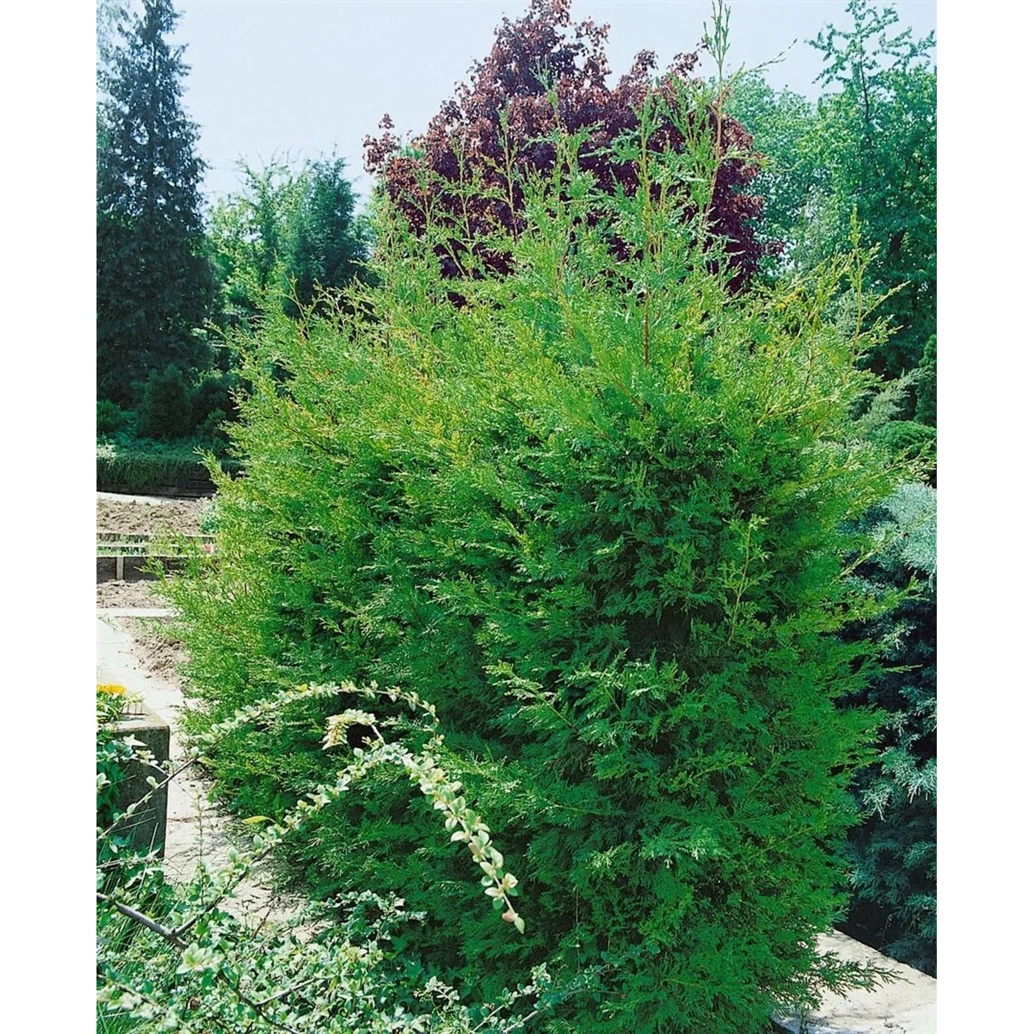 Grüne Cupressocyparis leylandii 'Typ 2001' Heckenpflanze, 60-80 cm hoch.