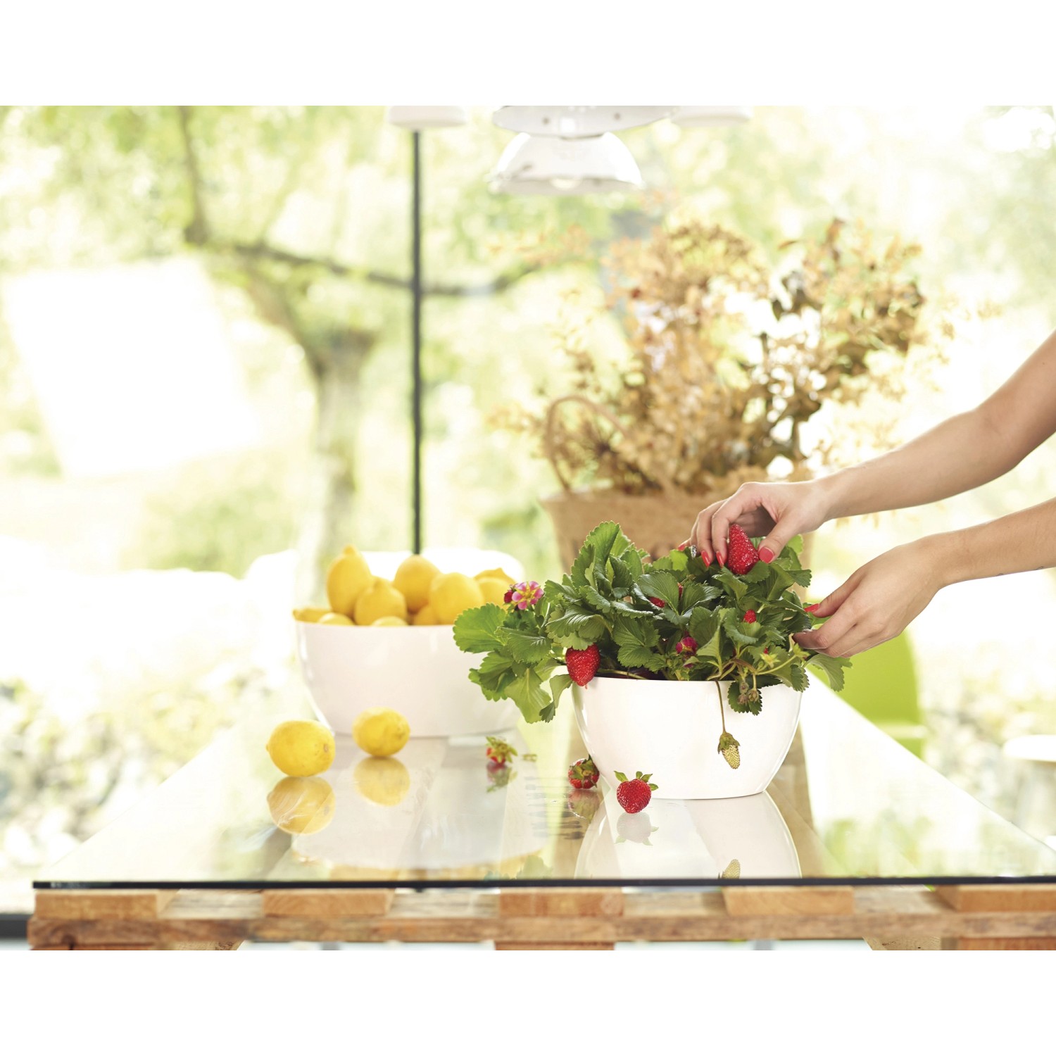 Weiße Artevasi Schale San Remo (Ø 23 cm) mit Erdbeerpflanze und Zitrone.