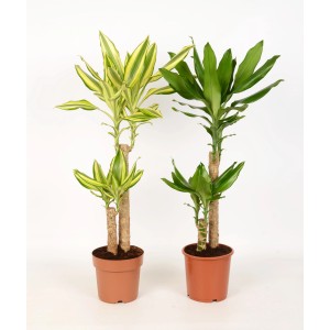 Drachenbaum (Dracaena fragrans), ca. 65-75 cm hoch, mit grün-gelben Blättern in braunem Topf.
