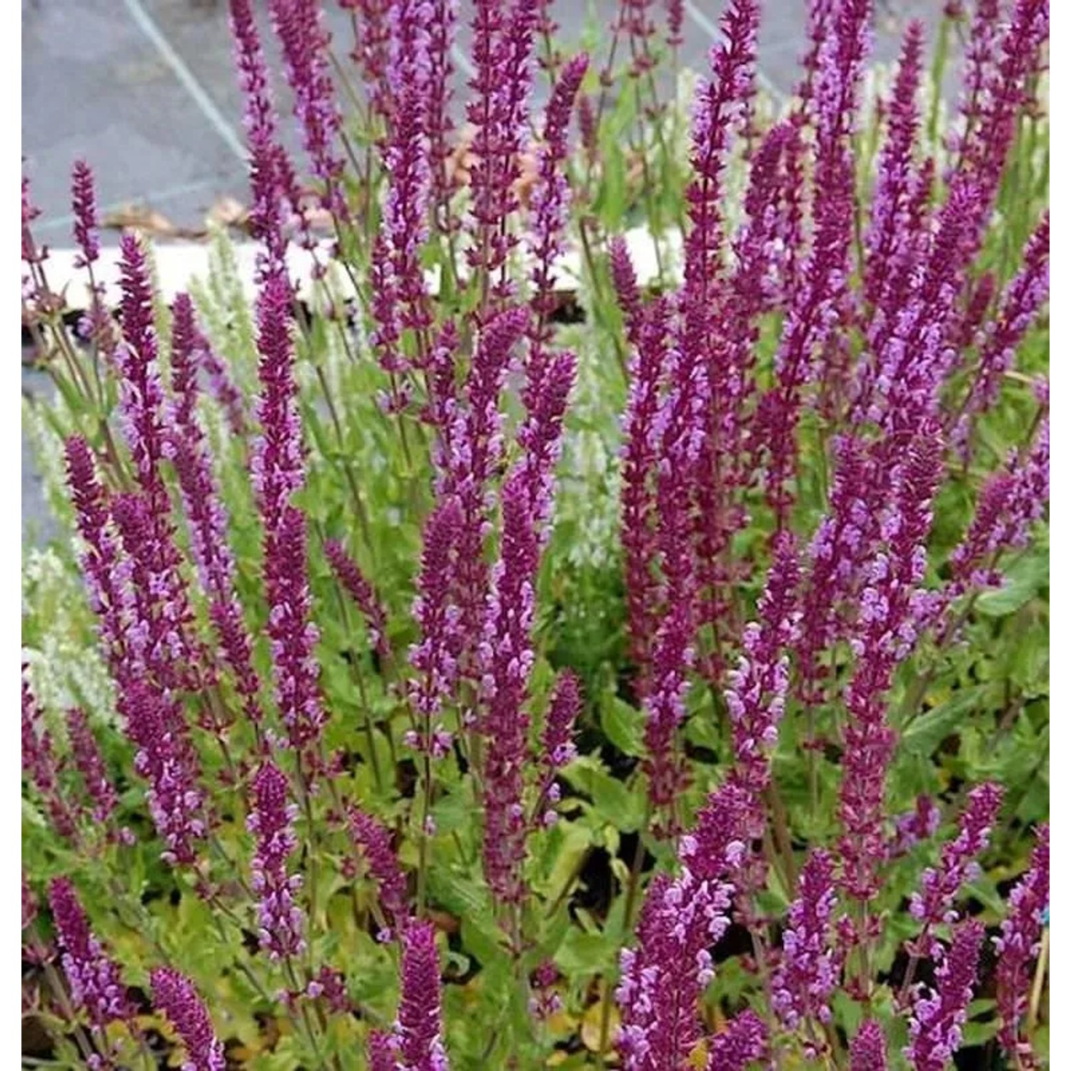 Ziersalbei Amethyst - Salvia nemorosa