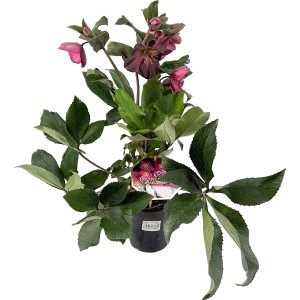 Helleborus Ice n Roses rot im Topf, ca. 17 cm Ø. Winterblühende Christrose mit roten Blüten.