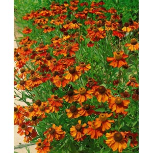 Sonnenbraut 'Kanaria' im Topf, orange Blüten, grüne Blätter. Helenium Staude für sonnige Standorte.
