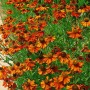 Sonnenbraut 'Kanaria' im Topf, orange Blüten, grüne Blätter. Helenium Staude für sonnige Standorte.