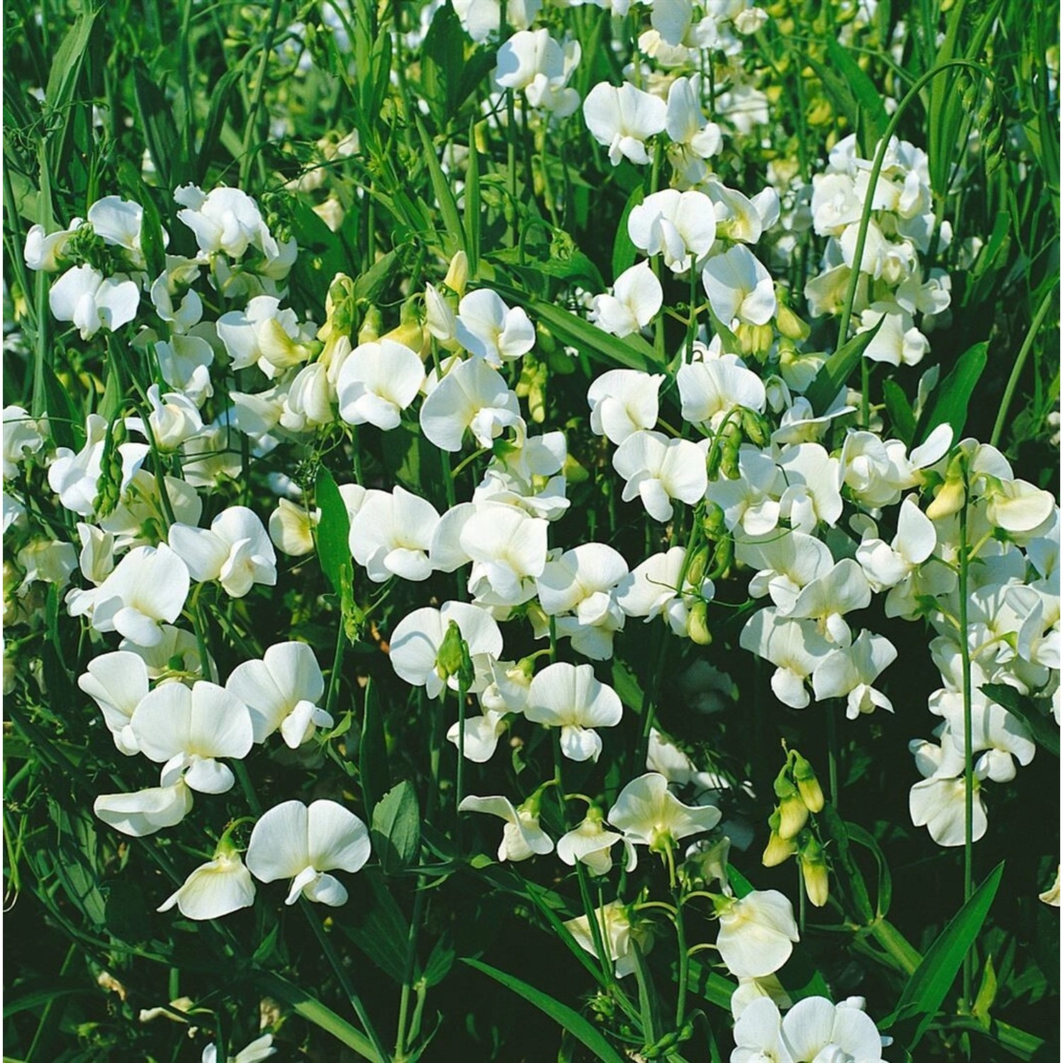 Lathyrus Latifolius Staudenwicke Weiß Ca. 9x9 cm Topf günstig online kaufen
