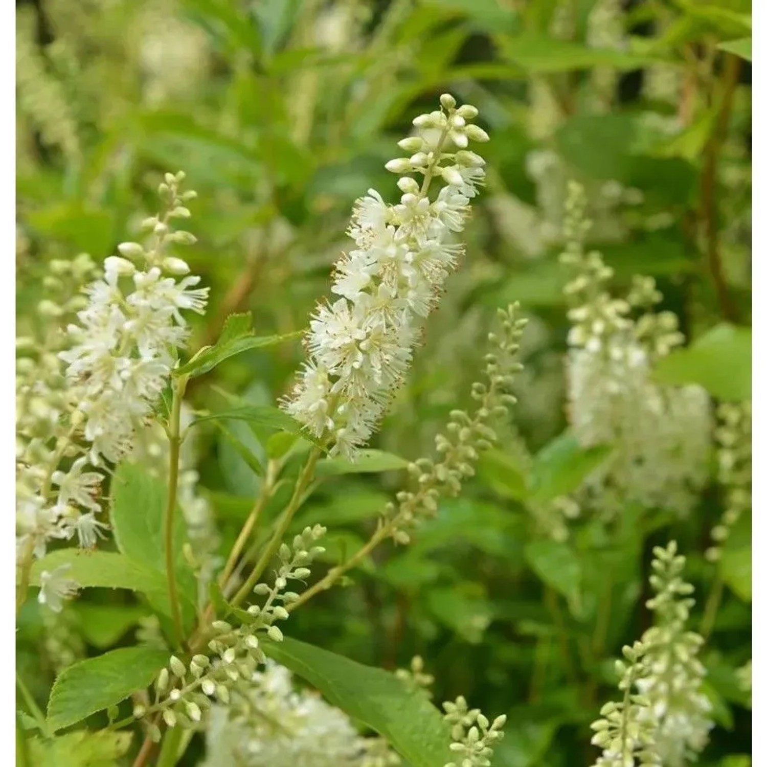Silberkerzenstrauch Hummingbird 30-40cm - Clethra alnifolia
