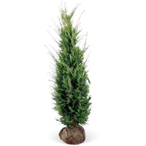 Eibe (Taxus baccata) Set, 20 Stück, ca. 120-140cm hoch, als Ballenware für Hecken.