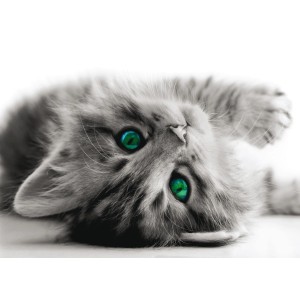 Sanders & Sanders Fototapete Katze grau, 160x110 cm, mit leuchtend grünen Augen.