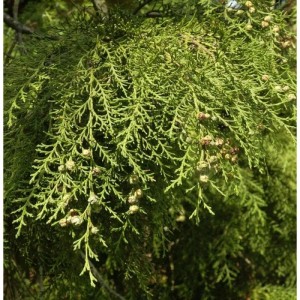 Detailaufnahme einer Hänge-Scheinzypresse Intertexta (Chamaecyparis obtusa) mit Zapfen.
